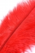 Красное страусиное перо для ласк TOYFA THEATRE2